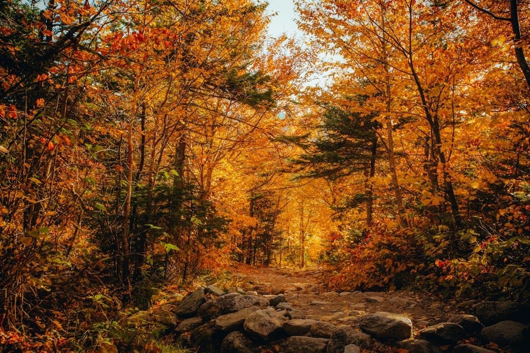 Steiniger Waldweg durch einen leuchtend orangefarbenen Herbstwald